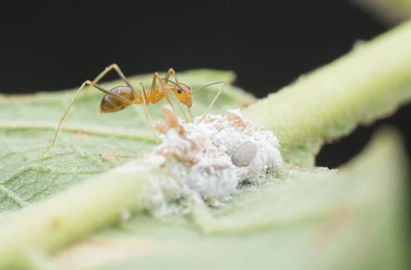 yellow crazy ants feeding on white mealybug pseudococcidae