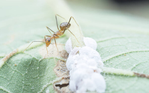 yellow crazy ants feeding on white mealybug pseudococcidae