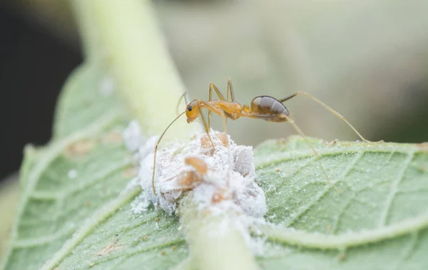 yellow crazy ants feeding on white mealybug pseudococcidae