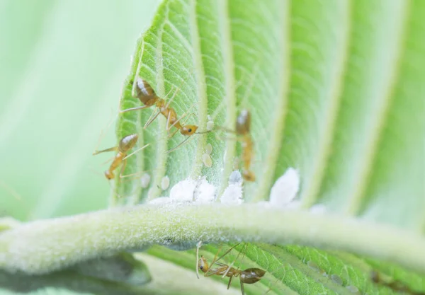 yellow crazy ants feeding on white mealybug pseudococcidae