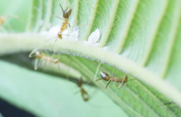 Hormigas Locas Amarillas Alimentándose Pseudococcidae Cochinilla Blanca —  Fotos de Stock