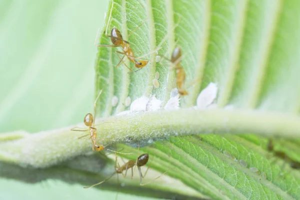 Semut Gila Kuning Memakan Mealybug Putih Pseudococcidae — Stok Foto