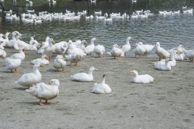 çiftlikte beyaz ördek sürüsü.