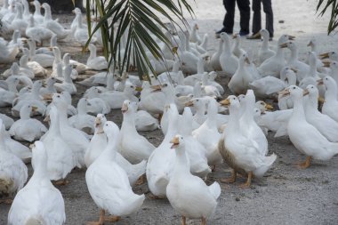 çiftlikte beyaz ördek sürüsü.