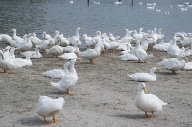 çiftlikte beyaz ördek sürüsü.