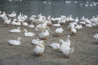çiftlikte beyaz ördek sürüsü.