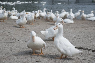 çiftlikte beyaz ördek sürüsü.