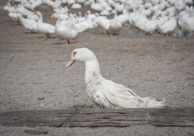 çiftlikte beyaz ördek sürüsü.