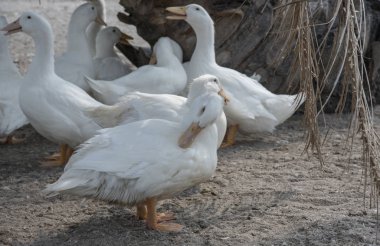 çiftlikte beyaz ördek sürüsü.