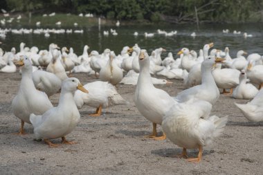 çiftlikte beyaz ördek sürüsü.
