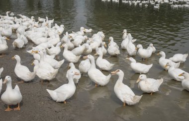 çiftlikte beyaz ördek sürüsü.