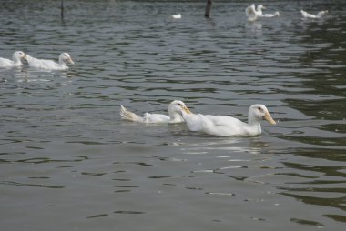 çiftlikte beyaz ördek sürüsü.