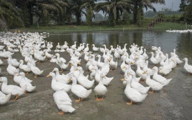 çiftlikte beyaz ördek sürüsü.