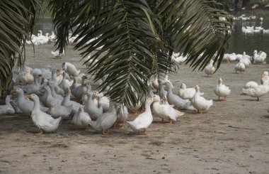 çiftlikte beyaz ördek sürüsü.