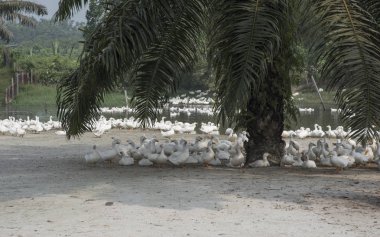 çiftlikte beyaz ördek sürüsü.