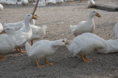 çiftlikte beyaz ördek sürüsü.