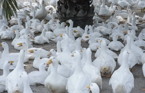 農場で白いアヒルの群れ — ストック写真
