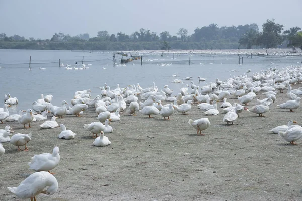 Manada Patos Blancos Granja — Foto de Stock