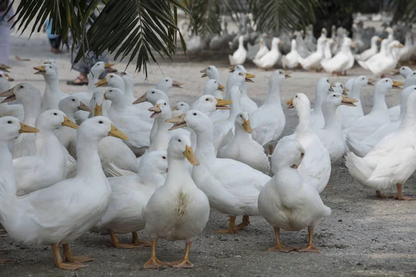 Zwerm Witte Eenden Boerderij — Stockfoto