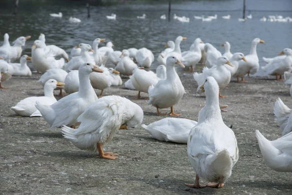 Schwarm Weißer Enten Auf Dem Bauernhof — Stockfoto