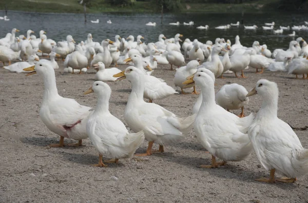 Schwarm Weißer Enten Auf Dem Bauernhof — Stockfoto