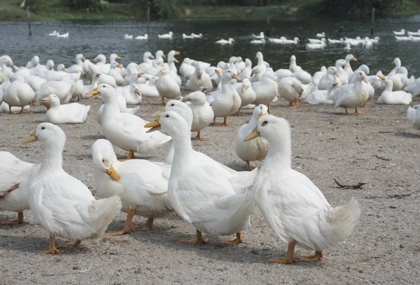 Manada Patos Blancos Granja — Foto de Stock