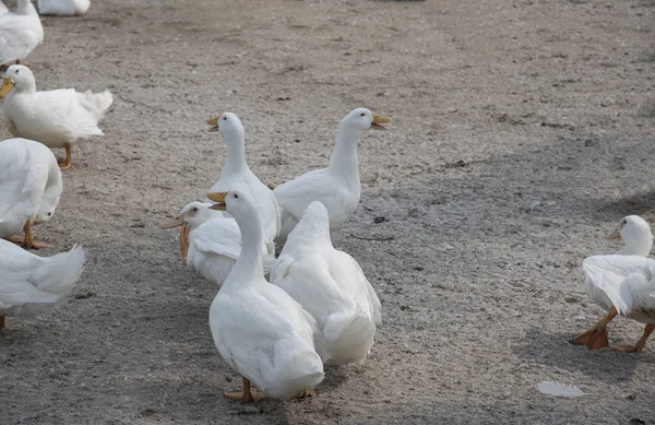 Flock White Ducks Farm — Stock Photo, Image