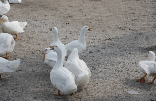 Schwarm Weißer Enten Auf Dem Bauernhof — Stockfoto