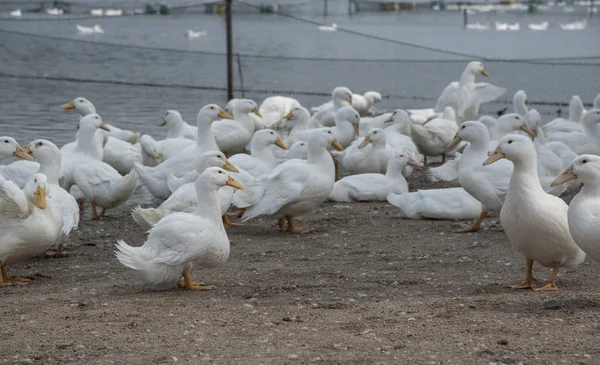 Schwarm Weißer Enten Auf Dem Bauernhof — Stockfoto