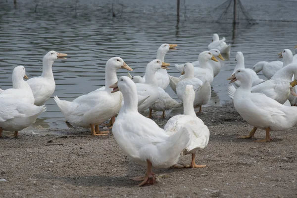 Manada Patos Blancos Granja — Foto de Stock