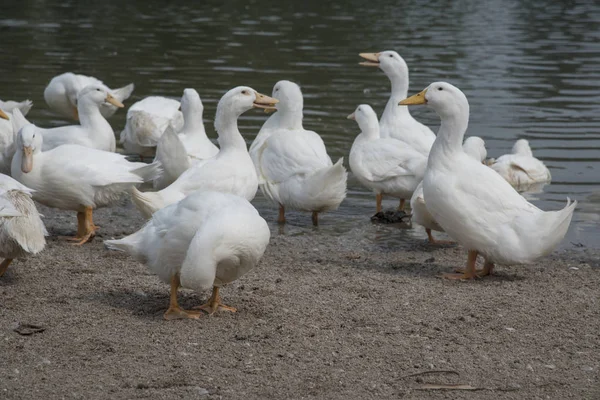 Çiftlikte Beyaz Ördek Sürüsü — Stok fotoğraf