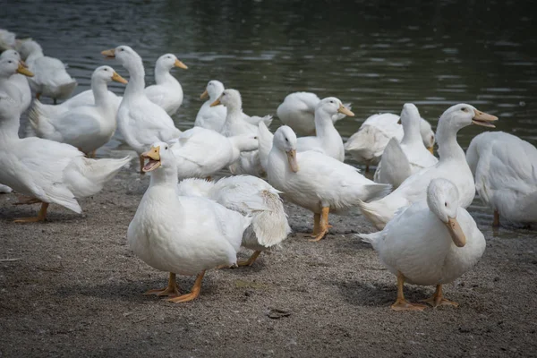 Schwarm Weißer Enten Auf Dem Bauernhof — Stockfoto