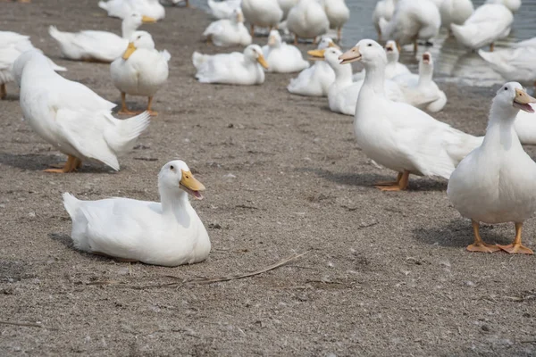 Schwarm Weißer Enten Auf Dem Bauernhof — Stockfoto