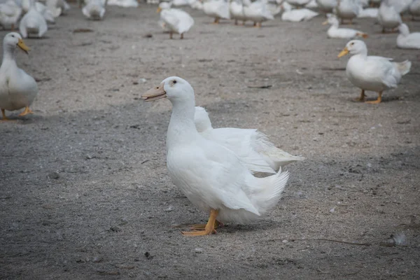 Schwarm Weißer Enten Auf Dem Bauernhof — Stockfoto