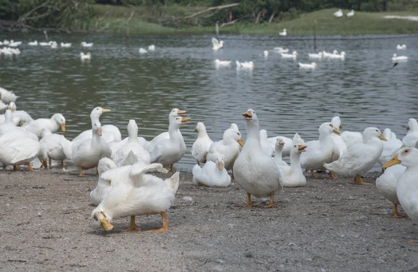 Rebanho Patos Brancos Fazenda — Fotografia de Stock