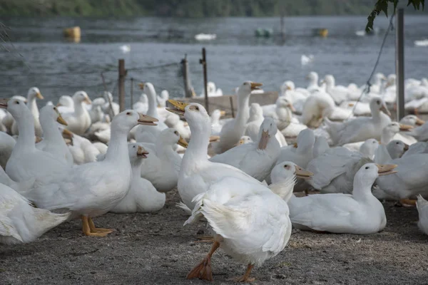 Manada Patos Blancos Granja — Foto de Stock