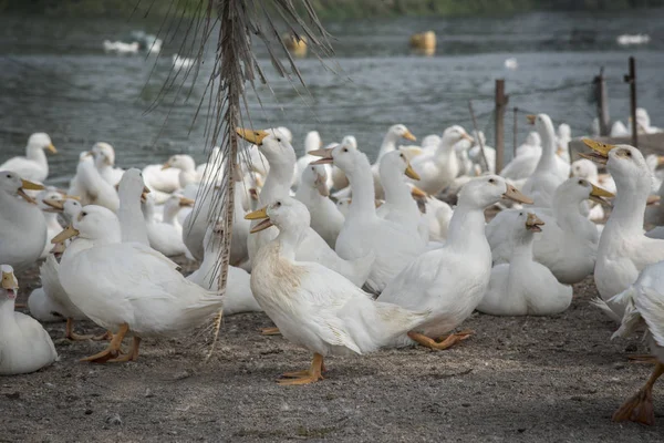 Schwarm Weißer Enten Auf Dem Bauernhof — Stockfoto