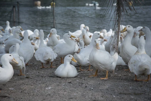 Schwarm Weißer Enten Auf Dem Bauernhof — Stockfoto