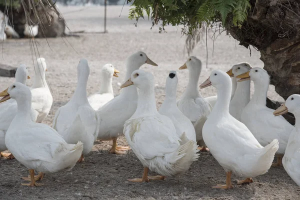 Schwarm Weißer Enten Auf Dem Bauernhof — Stockfoto