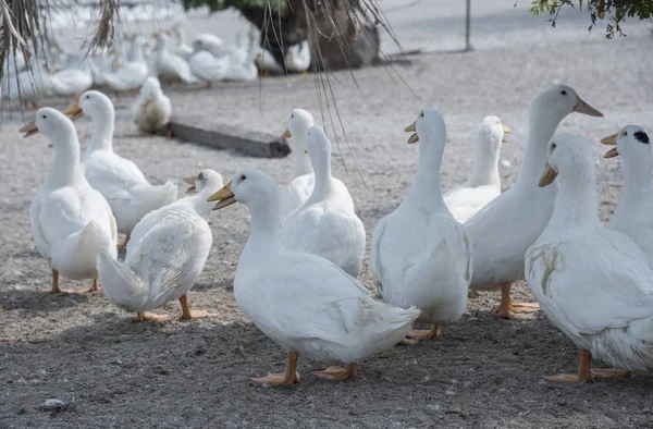 Rebanho Patos Brancos Fazenda — Fotografia de Stock