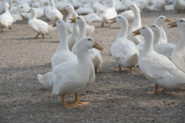 Schwarm Weißer Enten Auf Dem Bauernhof — Stockfoto