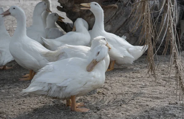 Schwarm Weißer Enten Auf Dem Bauernhof — Stockfoto