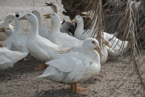 Schwarm Weißer Enten Auf Dem Bauernhof — Stockfoto