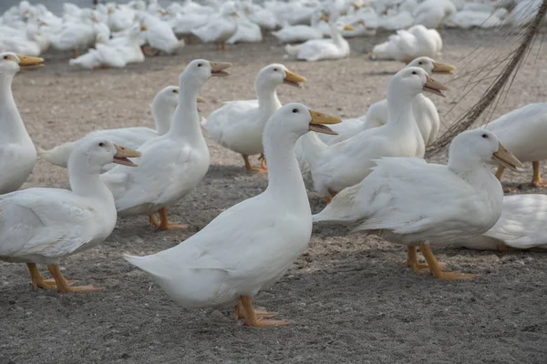 Schwarm Weißer Enten Auf Dem Bauernhof — Stockfoto