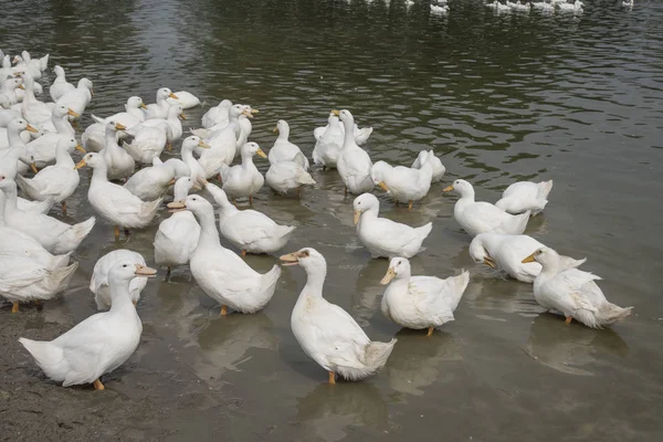 Schwarm Weißer Enten Auf Dem Bauernhof — Stockfoto