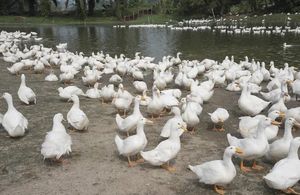 Manada Patos Blancos Granja — Foto de Stock