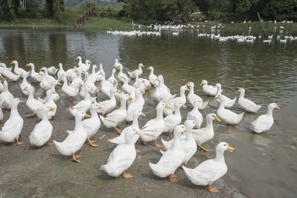Rebanho Patos Brancos Fazenda — Fotografia de Stock