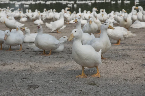 农场里成群的白鸭 — 图库照片
