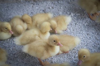 çiftlikte küçük sarı ördek yavrusu