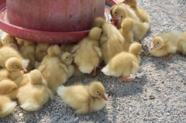 çiftlikte küçük sarı ördek yavrusu